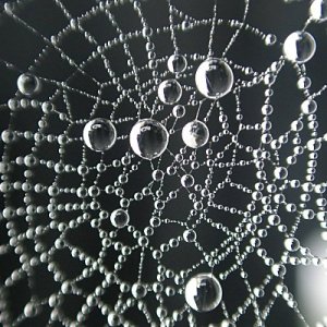 Prenez-vous dans la toile !